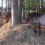Zielone Ranczo Farm stay *