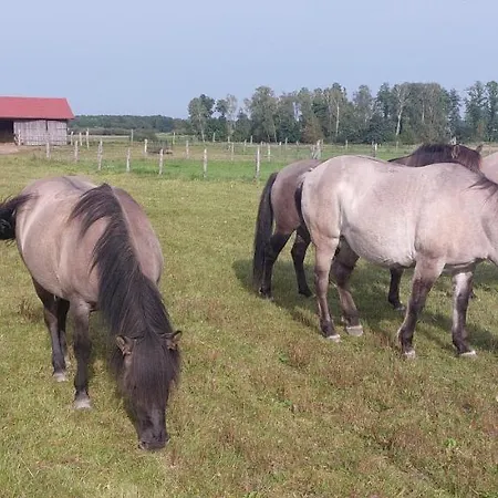Alojamento de Turismo Rural Zielone Ranczo Iława